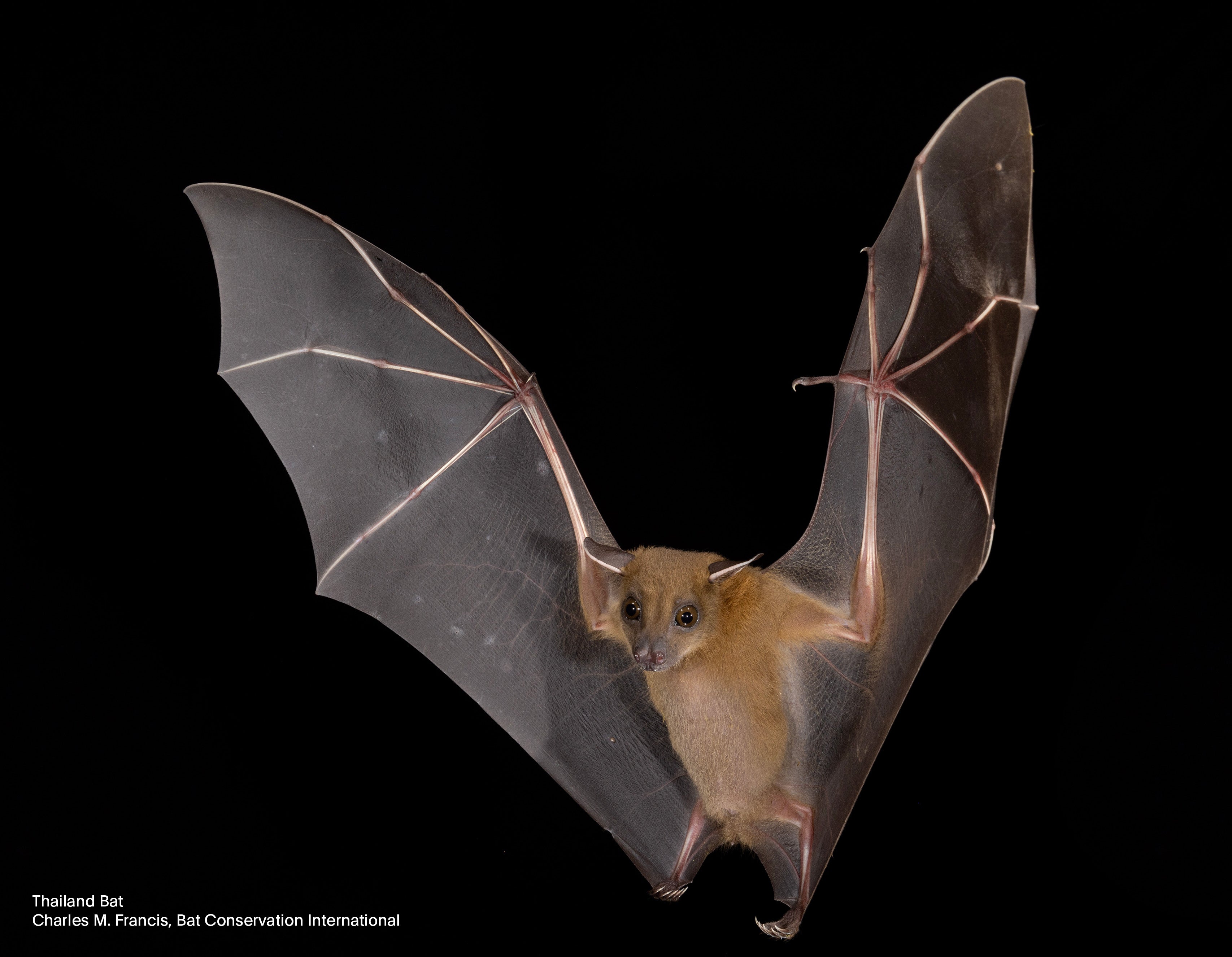 Thank The Bats When You Order Your Next Margarita