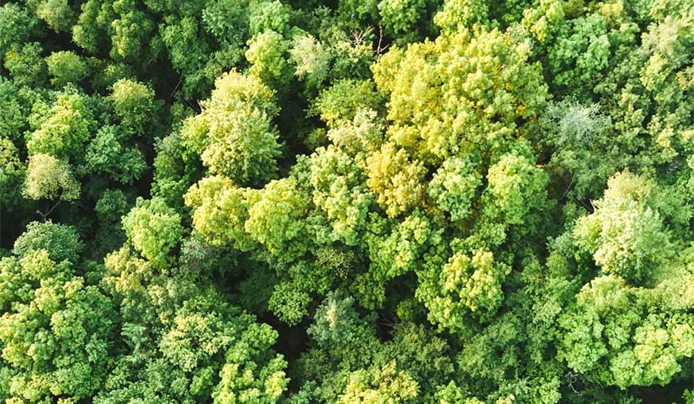 An overtop view of many trees